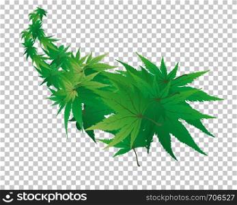 Twisted row of maples leaves with transparency grid on back. Vector Illustration.