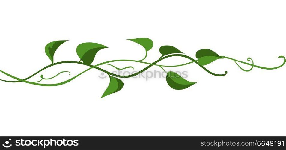 Twisted wild liana branch. Jungle vines plant. Woody natural tropical rainforest.. Twisted wild liana branch.