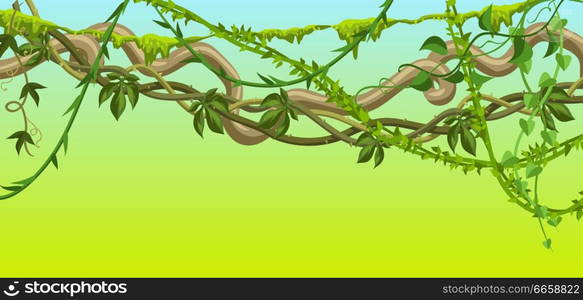 Twisted wild lianas branches banner. Jungle vines plants. Woody natural tropical rainforest.. Twisted wild lianas branches banner.