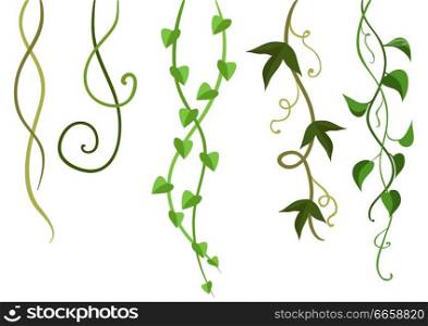 Twisted wild lianas branches set. Jungle vines plants. Woody natural tropical rainforest.. Twisted wild lianas branches set.