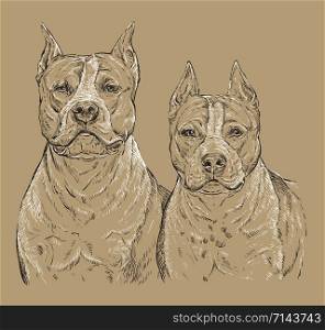 Two American Staffordshire Terrier vector hand drawing portrait in black and white colors. Vector illustration isolated on beige background