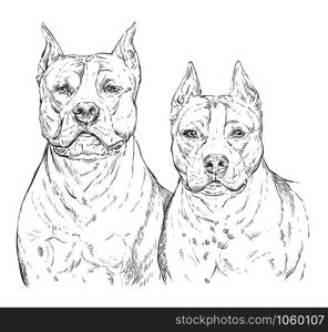 Two American Staffordshire Terriers vector hand drawing illustration in black color isolated on white background