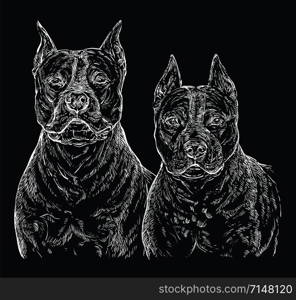 Two American Staffordshire Terriers vector hand drawing illustration in white color isolated on black background