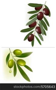 Two backgrounds with green and black olives. Vector illustration.