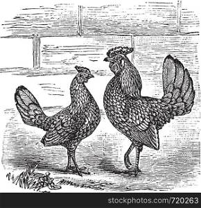 Two Bantam chicken, vintage engraving. Old engraved illustration of Two Bantam chicken.