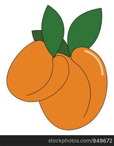 Two bright orange colored apricot which are different in size with green leaves vector color drawing or illustration