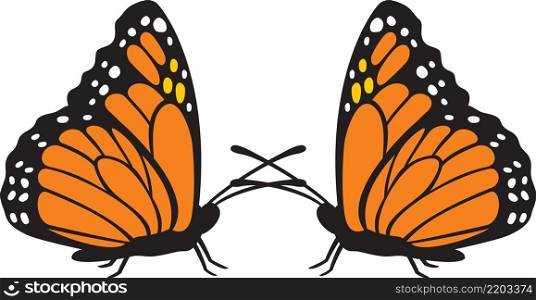 Two butterflies color vector illustration