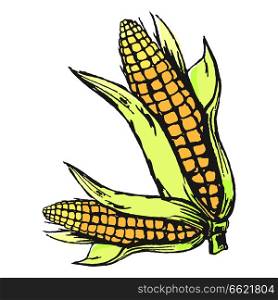 Two corn cobs with leaves isolated on white colorful graphic vector poster. Seasonal healthy maize vegetables with many small yellow seeds. Two corn cobs on white colorful graphic poster