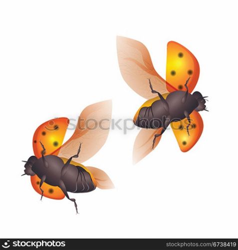 Two flying ladybirds. | Vector illustration.