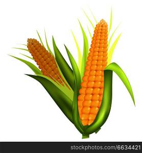 Two fresh corn cobs with long green leaves isolated on white vector colorful poster in realistic design. Closeup sweet agricultural product. Two Fresh Corn Cobs with Green Leaves on White