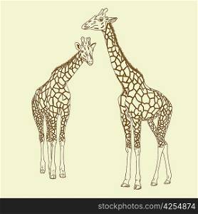 Two giraffes. Vector illustration.