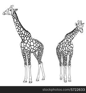 Two giraffes. Vector illustration.