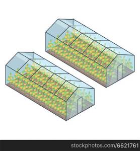 Two greenhouses with yellow growing plants inside isometric vector illustration. Buildings of special transparent material for vegetables or fruit. Two Greenhouses with Growing Plants Inside Vector