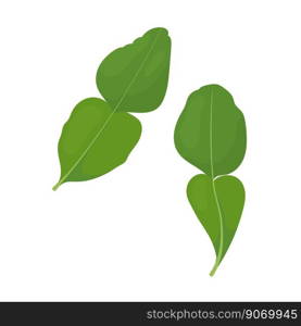 Two leaves of kaffir lime, seasoning for Asian cuisine.