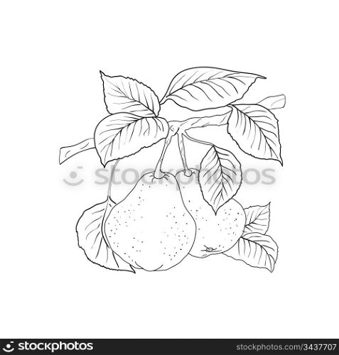 Two mature yellow pears with leaves on a branch. A vector