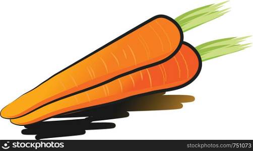Two orange carrot root with green leaf vector color drawing or illustration