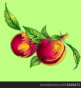 Two peaches with leaves on a branch on a light background