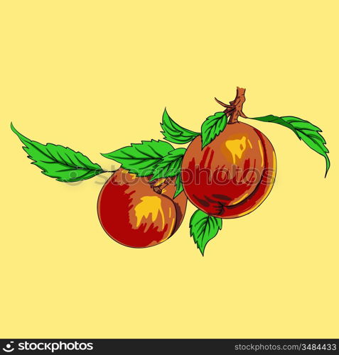 Two peaches with leaves on a branch on a light background