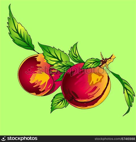 Two peaches with leaves on a branch on a light background