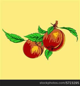 Two peaches with leaves on a branch on a light background&#xA;