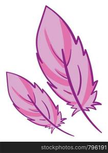 Two pink feathers with dark pink accents, vector, color drawing or illustration.