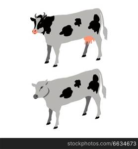 Two white cows with black spots isolated isometric vector illustration. Big domestic animals that give milk and meat for people. White Cows with Black Sports Vector Illustration