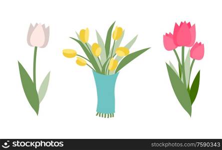 Types of flower vector, isolated icons set of tulips with different color. Floral composition for holiday greeting and celebration. Gift for occasion. Yellow and Pink Tulips, Different Colors and Types