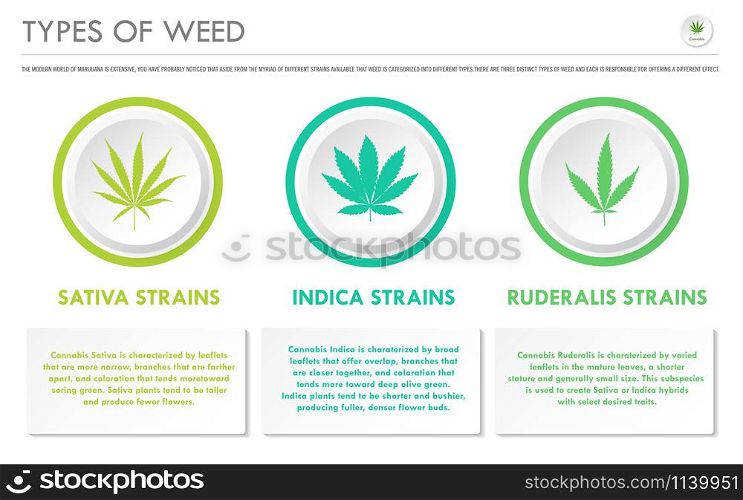Types of Weed horizontal business infographic illustration about cannabis as herbal alternative medicine and chemical therapy, healthcare and medical science vector.