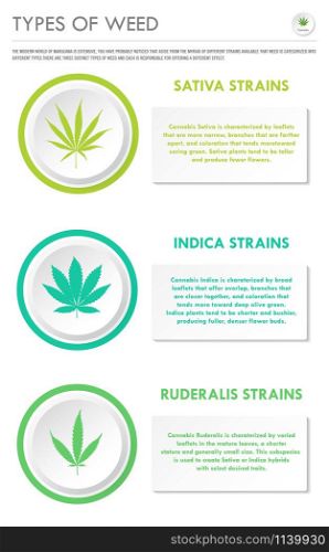 Types of Weed vertical business infographic illustration about cannabis as herbal alternative medicine and chemical therapy, healthcare and medical science vector.