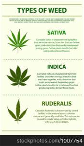 Types of Weed vertical infographic illustration about cannabis as herbal alternative medicine and chemical therapy, healthcare and medical science vector.