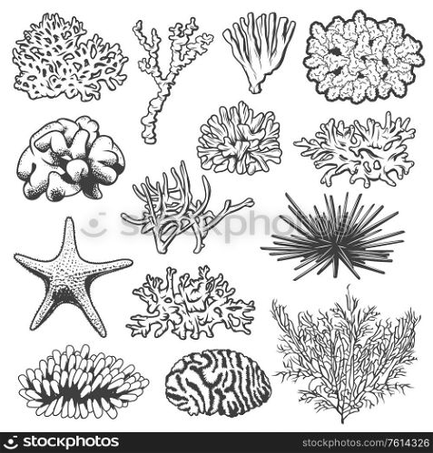 Underwater coral, starfish and sea urchin vector marine animals. Isolated tropical ocean coral reef polyps, sea star and spiny echinus objects, underwater wildlife or aquarium decoration. Starfish, sea urchin and underwater corals