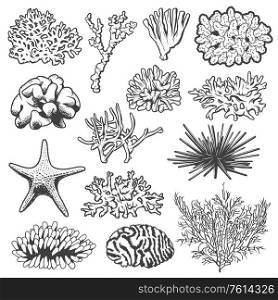 Underwater coral, starfish and sea urchin vector marine animals. Isolated tropical ocean coral reef polyps, sea star and spiny echinus objects, underwater wildlife or aquarium decoration. Starfish, sea urchin and underwater corals
