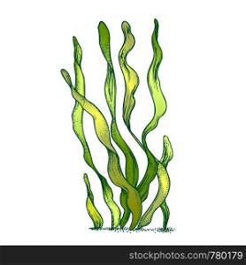 Underwater Organism Algae Seaweed Doodle Vector. Algae Organic Leaf Branch Exotic Spirulina Plant Ornamental Aquarium Decoration Concept. Designed In Retro Style Mockup Monochrome Illustration. Underwater Organism Algae Seaweed Doodle Vector