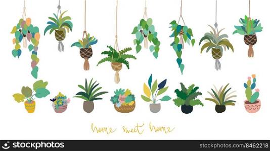 Urban interior house plants in decorative pots, macrame hanger vector illustration. Hand drawn art succulents cacti ficus tropical plants in scandinavian minimal style. Set collection isolated.. Home plants set