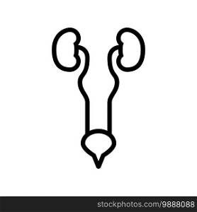urinary system line icon vector. urinary system sign. isolated contour symbol black illustration. urinary system line icon vector illustration
