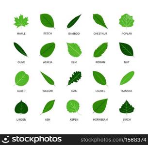 Useful leaves colored natural icons silhouette vegan analysis vector set. Design line elements leaf tree bush berries oxygen world ecology biology healthy food marketing business. Vector symbol set.. Useful leaves colored natural icons vegan analysis vector silhouette design line elements leaf tree bush berries oxygen world ecology biology healthy food vector symbol set