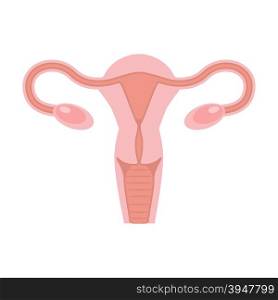 Uterus and ovaries, organs of female reproductive system. Flat style vector illustration.
