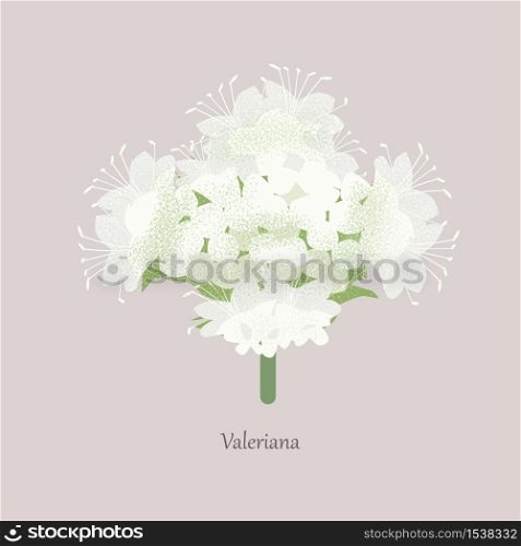 Valerian is an herbal plant with white blooms. Healing, medical plant on a gray background and logo.. Valerian is an herbal plant with white blooms.