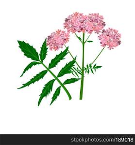 Valerian or Caprifoliaceae herb and flowers. vector illustration. Design for herbal tea, natural cosmetics, health care products, aromatherapy, homeopathy. For print, poster, logo, price tag label. Valerian herb or Caprifoliaceae plant and flowers