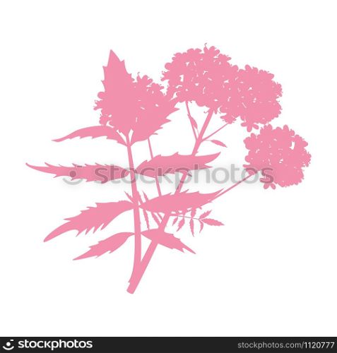 valeriana herb vector isolated plant icon isolated on white background flat vector illustration. valeriana herb plant icon isolated on white background flat vector illustration