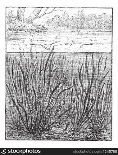 Vallisneria spiralis or Straight Vallisneria or Tape grass or Eel grass, vintage engraved illustration. Dictionary of words and things - Larive and Fleury - 1895.