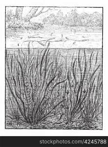 Vallisneria spiralis or Straight Vallisneria or Tape grass or Eel grass, vintage engraved illustration. Dictionary of words and things - Larive and Fleury - 1895.