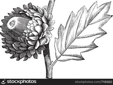 Valonia Oak or Quercus macrolepis, vintage engraving. Old engraved illustration of Valonia Oak showing flower with cup-shaped acorn.