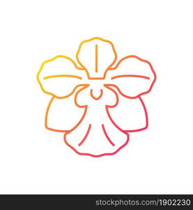 Vanda Miss Joaquim gradient linear vector icon. Singaporean national flower. Plant hybrid. Singapore orchid. Thin line color symbol. Modern style pictogram. Vector isolated outline drawing. Vanda Miss Joaquim gradient linear vector icon