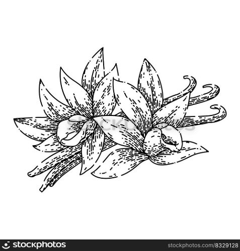 vanilla spice hand drawn vector. pod bean, flower white, orchid ingredient, stick food, flavor aromatic, aroma natural vanilla spice sketch. isolated color illustration. vanilla spice sketch hand drawn vector