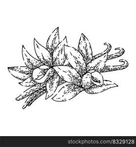 vanilla spice hand drawn vector. pod bean, flower white, orchid ingredient, stick food, flavor aromatic, aroma natural vanilla spice sketch. isolated color illustration. vanilla spice sketch hand drawn vector