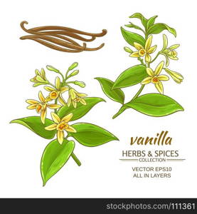 vanilla vector set. vanilla flowers vector set on white background