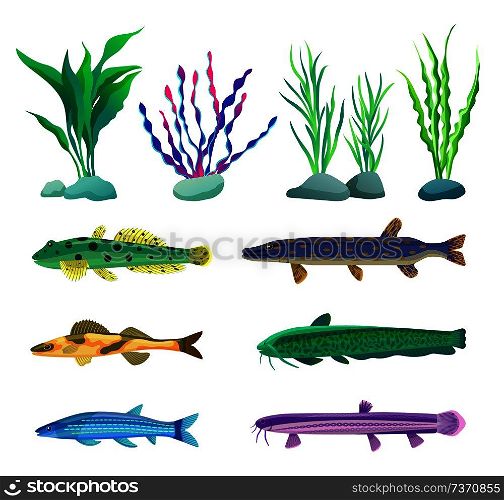 Various algae type, predatory and aquarium fish rare and common specie variegation. Multicolored marine inhabitants vector illustration on white.. Various Algae and Marine Creatures Illustration