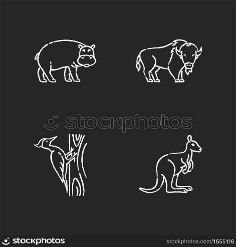 Various animals chalk white icons set on black background. Common forest bird and exotic fauna. Hippopotamus, woodpecker, american bison and kangaroo. Isolated vector chalkboard illustrations. Various animals chalk white icons set on black background