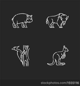 Various animals chalk white icons set on black background. Common forest bird and exotic fauna. Hippopotamus, woodpecker, american bison and kangaroo. Isolated vector chalkboard illustrations. Various animals chalk white icons set on black background